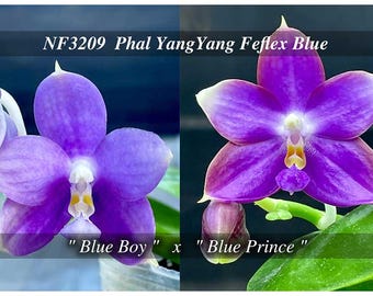 Fragrant Blue Novelty Phal. YangYang Reflex Blue ( Sibling ) -