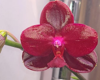 In spike  ! Award Winner. Fragrant . Novelty Phalaenopsis Sogo Rose 'Sogo F-987' AM/AOS . Sesquential Bloomer .