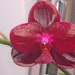 see more listings in the Phalaenopsis section