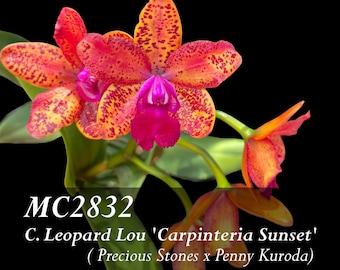 Compact Cattleya . C. Leopard Lou 'Carpinteria Sunset'