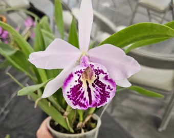 Fragrant, Mini Cattleya. Blc. Taiwan Big Lip 'fangtastic' - B