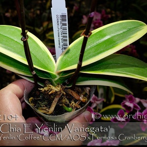 In spike. Rare. Rainbow Variegated Phalaenopsis Chia E Yenlin ' Variegata' , 8 leaf span .Mature Size Free Heat Pad with order. image 7