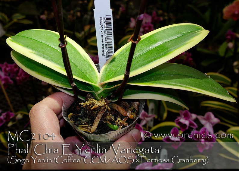 In spike. Rare. Rainbow Variegated Phalaenopsis Chia E Yenlin ' Variegata' , 8 leaf span .Mature Size Free Heat Pad with order. image 7