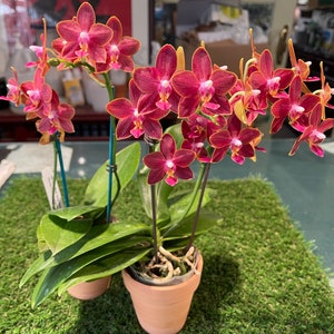 In pea size buds , Fragrant , Mini Red Phalaenopsis Sogo Red Star ' Sweetheart ' , Free Head Pad if needed . image 6