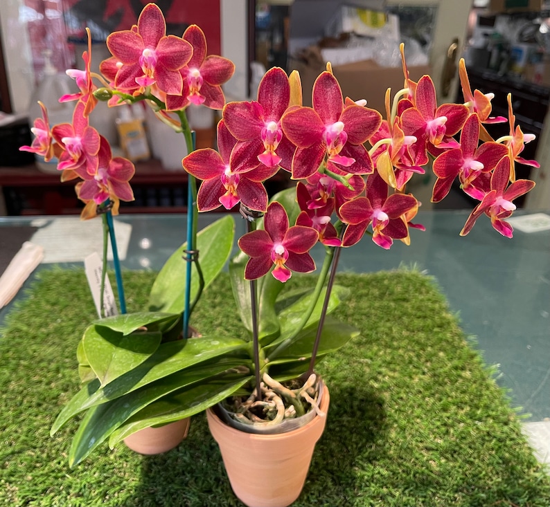 In pea size buds , Fragrant , Mini Red Phalaenopsis Sogo Red Star ' Sweetheart ' , Free Head Pad if needed . image 6