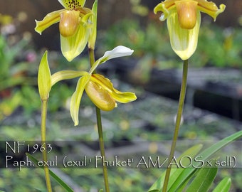 Rare Paph. exul species . ( exul ' Phuket' AM/AOS x self ) 12-13" leaf span in 3 " pot . Bark Mixes. Free Heat Pad with order.