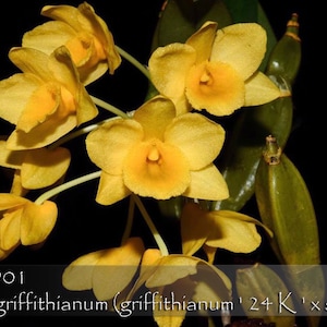 Fragrant ,Dendrobium  griffithianum  (griffithianum &#39; 24 K &#39; x self) - Mounted on 4&quot; x 7&quot; Textured Orchid Mounted Slab ( UV Treated )