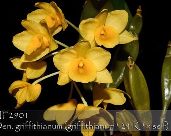 Fragrant ,Dendrobium  griffithianum  (griffithianum ' 24 K ' x self) - Mounted on 4" x 7" Textured Orchid Mounted Slab ( UV Treated )