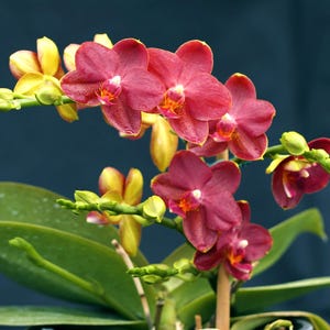 May include: A close-up of a vibrant orchid plant with pink and yellow flowers. The orchid is in bloom and has several buds. The plant is in a pot and has green leaves.