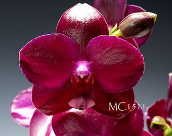 In buds to blooming  ! Award Winner. Fragrant . Novelty Phalaenopsis Sogo Rose 'Sogo F-987' AM/AOS