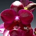 see more listings in the Phalaenopsis section