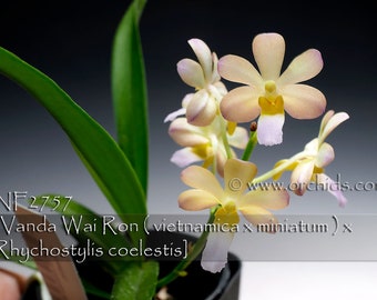 Citrus Fragrant , V. Wai Ron  (Vanda Wai Ron ( vietnamica x miniatum ) x Rhychostylis coelestis) , Mini  Hybrid. Free Heat Pad with order.