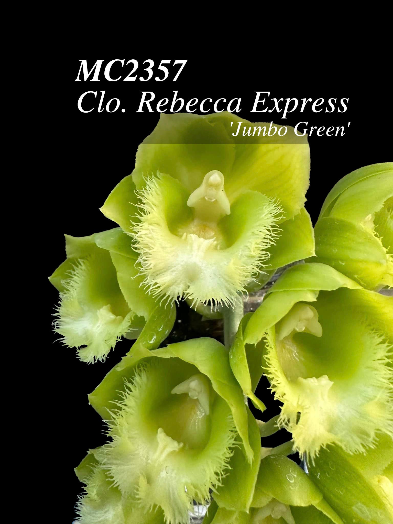 Fragrant. Clowesetum Rebecca Express 'jumbo Green' -mature Size in