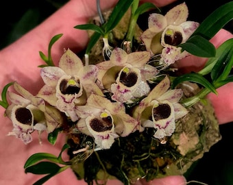 Rare, Micro Mini Dendrobium species. Dendrobium hekouense. Free Heat Pad with Order for cold area.