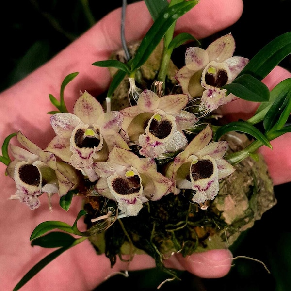 Rare, Micro Mini Dendrobium species. Dendrobium hekouense. Free Heat Pad with Order for cold area.