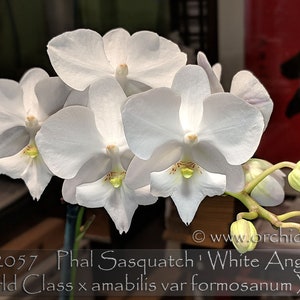 Mature Size ,  Rare, Mini " Bunny type "  Phalaenopsis Sasquatch 'White Angel' with diamond dusted flowers . Free Heat Pad with order.