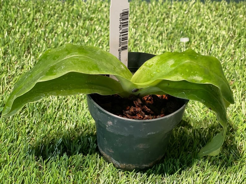 Paphiopedilum Pinocchio glaucophyllum ' Bear ' BM/TOGA x primulinum ' Bear' Free Heat Pad with order if needed . image 5