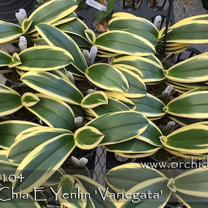In spike. Rare. Rainbow Variegated Phalaenopsis Chia E Yenlin ' Variegata' , 8 leaf span .Mature Size Free Heat Pad with order. image 8