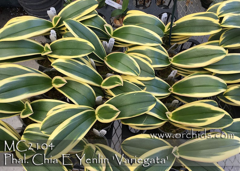 In spike. Rare. Rainbow Variegated Phalaenopsis Chia E Yenlin ' Variegata' , 8 leaf span .Mature Size Free Heat Pad with order. image 8