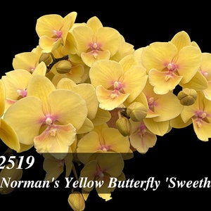 Big Lip type Phalaenopsis Norman's Yellow Butterfly ' Sweetheart ' - 8" to 10" leaf span in 3" pot. Mature Size Plant Only.