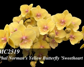 Big Lip type Phalaenopsis Norman's Yellow Butterfly ' Sweetheart ' - 8" to 10" leaf span in 3" pot. Mature Size Plant Only.