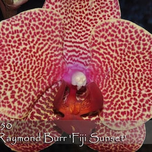 Best French Spots hybrids . Phalaenopsis Raymond Burr &#39;Fiji Sunset&#39; . 8&#39; - 10 &quot; leaf span in 3&quot; pot.
