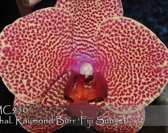 Best French Spots hybrids . Phalaenopsis Raymond Burr 'Fiji Sunset' . 8' - 10 " leaf span in 3" pot.