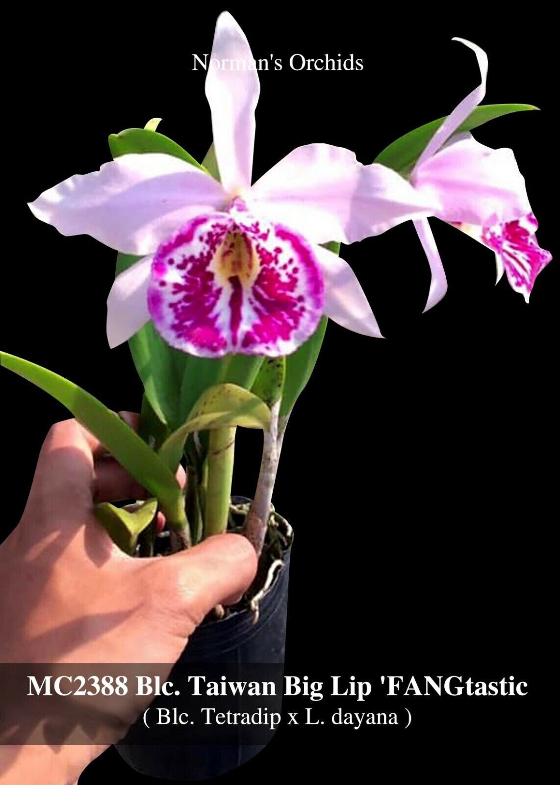 Fragrant, Mini Cattleya. Blc. Taiwan Big Lip 'fangtastic' - B