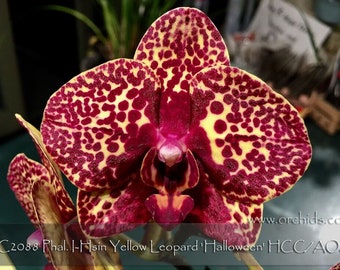 In spike ! Award Winning Art Shade Phal Yellow Leopard 'Halloween' HCC/AOS. Free Heat Pad with order