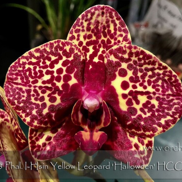 Award Winning Art Shade Phal Yellow Leopard 'Halloween' HCC/AOS. Mature Size Plant Stage only.