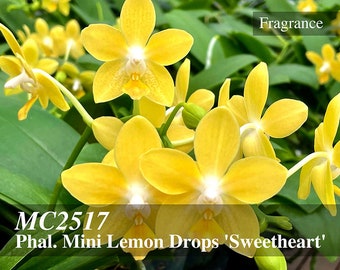 In  pea size buds to blooming . Fragrance,  Mini Yellow Novelty Phalaenopsis Mini Lemon Drops 'Sweetheart' Free heat pad and Shipping,