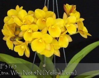 Ctna. Why Not 4N (yellow form)