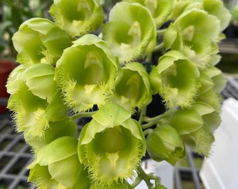 Fragrant. Clowesetum Rebecca Express 'Jumbo Green'  (Clowesia Rebecca Northern x Ctsm. expansum) - Mature Size in 3" moss pot.