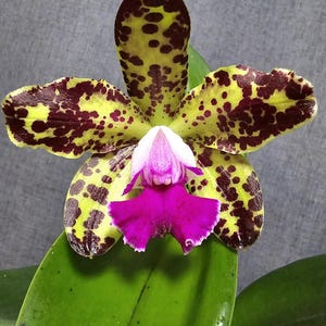 Fragrant, Mini Spotted Cattleya. Blc. Yuan Dung Python &#39;Sweet&quot;