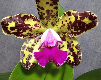 Fragrance Novelty Phalaenopsis Sogo Lawrence 'F1982' AM/AOS