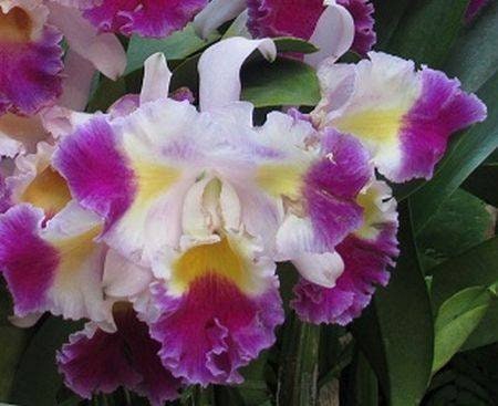 Very Fragrance . Lc. Prism Palette 'mischief' AM/AOS - Compact