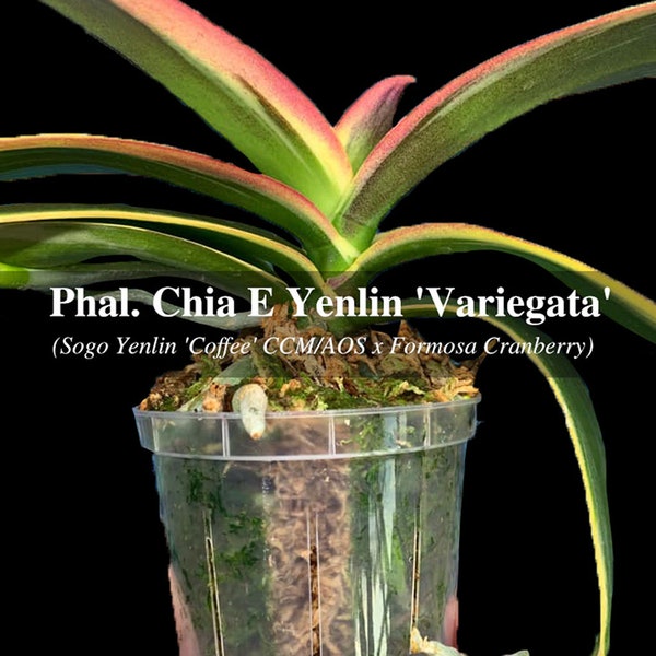 In spike. Rare. Rainbow Variegated Phalaenopsis  Chia E Yenlin ' Variegata' , 8" + leaf span .Mature Size Free Heat Pad with order.