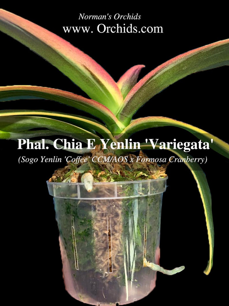 In spike. Rare. Rainbow Variegated Phalaenopsis Chia E Yenlin ' Variegata' , 8 leaf span .Mature Size Free Heat Pad with order. image 1