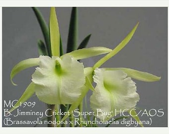 Rlc Busy Bev 'blue Jewel' Blooming Size Cattleya Orchid. Very