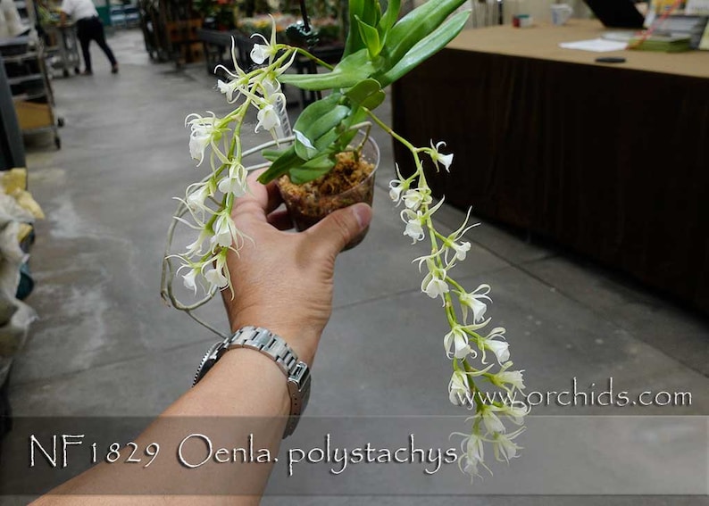 Fragrant , Madagascar Orchid Species . Oeoniella polystachys Easy grower in 3 pot . Near Mature Size . image 3