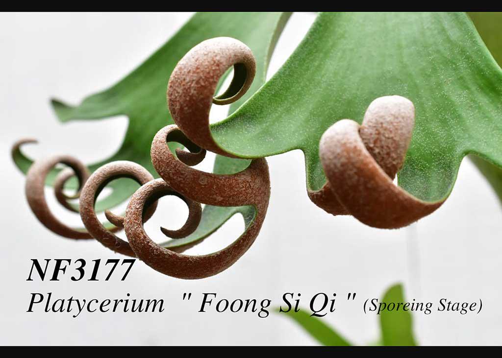 P. Foong Siqi Spored