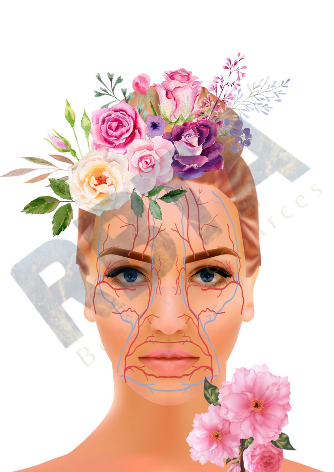 Vessels of the Face Anatomy and Physiology Print Poster Etsy