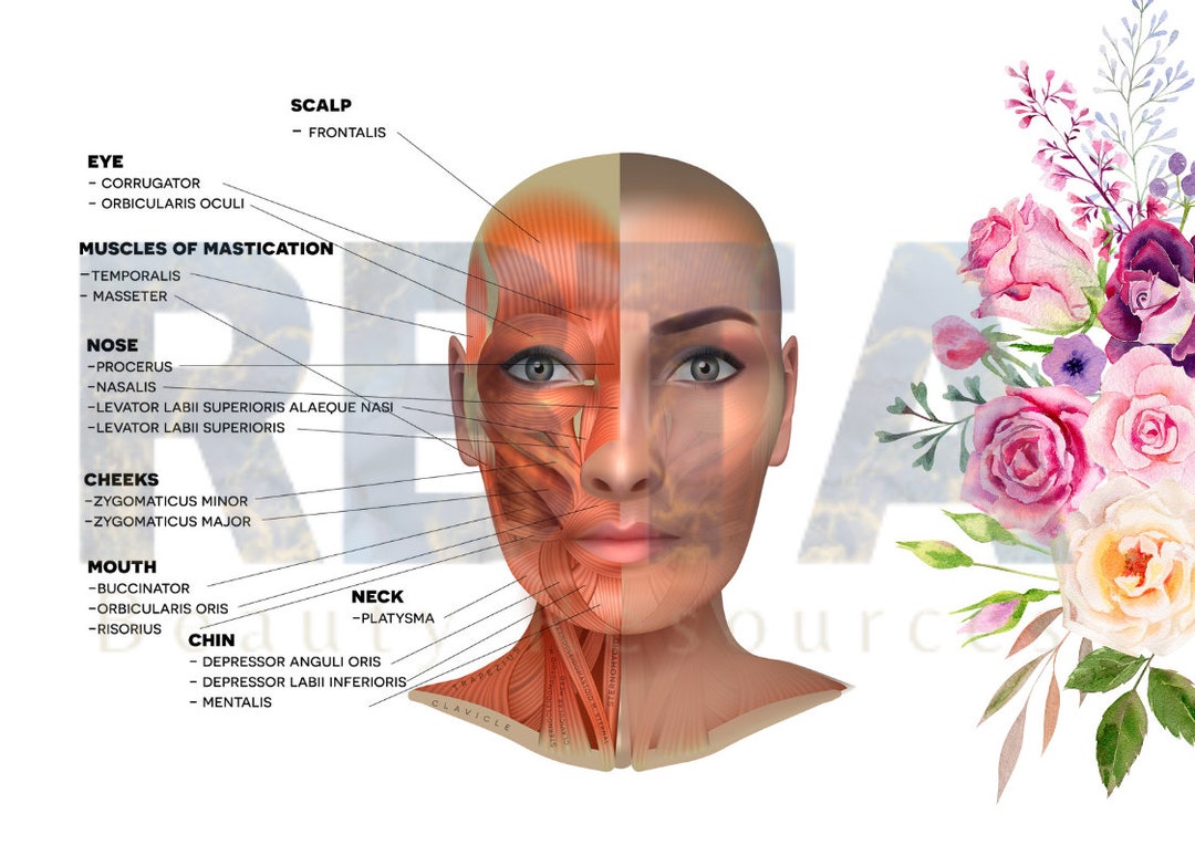 Muscles of the Female Face Anatomy and Physiology Print Etsy UK