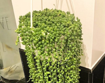 4x String of Pearls cuttings (unrooted) 5”, 7”, or 9”