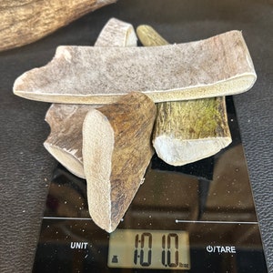 Maine Moose Antler Dog Chews - 1LB