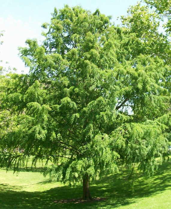 One Bald Cypress Tree 1-2' in Height in an ABP Container - Etsy