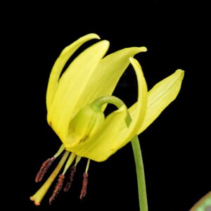 10 Trout Lily Bulbs Bareroot