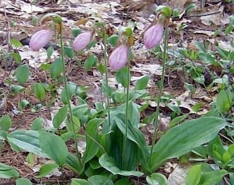 Six Pink Lady Slipper Bareroot Bulbs