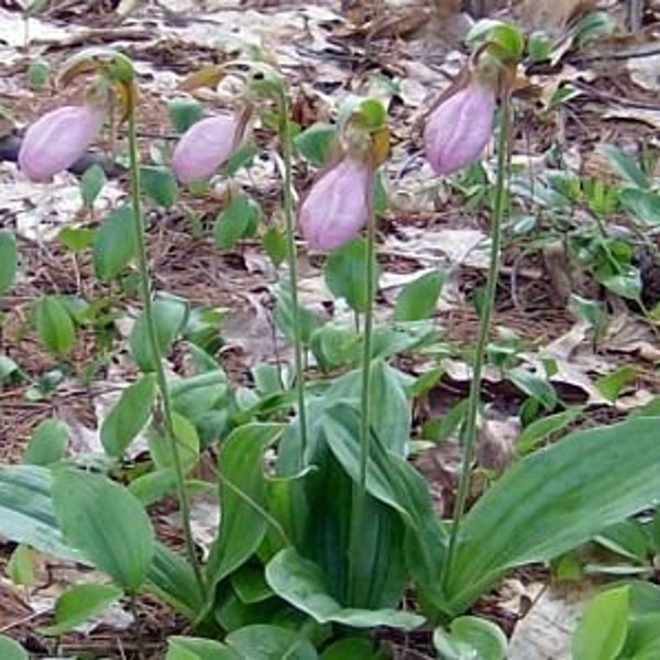 Six Pink Lady Slipper Bareroot Bulbs