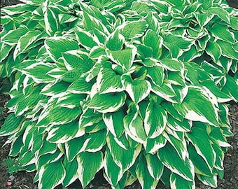 May include: A large clump of green and white hosta plants with large, pointed leaves.
